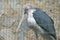 A Marabou Stork bird in captivity behind a cage