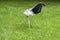 Marabou stork, bird, picking in grass and spreading one wing and one leg