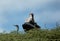 Marabou stork and a black-headed heron on Acacia tree