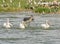 Marabou Stork chasing Three Great White Pelicans