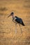 Marabou stork crosses short grass in savannah