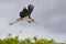 Marabou stork in flight