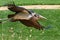 Marabou stork in flight