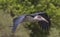 Marabou Stork flying