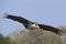 Marabou Stork flying
