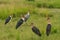 Marabou Stork Group in the Grasslands