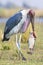 Marabou Stork with huge catfish in beak