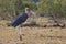 Marabou Stork, Kruger National Park