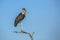 Marabou stork in Kruger National park, South Africa