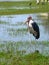 Marabou Stork, Lake Ziway, Rift Valley, Ethiopia