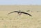 A Marabou Stork landing on the grassland