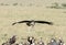 A Marabou Stork landing near carcass