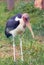 Marabou stork (Leptoptilos crumenifer) African bird