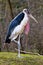 The Marabou Stork, Leptoptilos crumenifer is a large wading bird