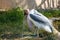 Marabou stork Leptoptilos crumenifer large wading bird
