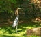 The marabou stork Leptoptilos crumenifer is a large wading bird in the stork family Ciconiidae. It breeds in Africa south of the
