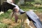 The marabou stork Leptoptilos crumenifer or Marabu