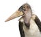 Marabou Stork, Leptoptilos crumeniferus, 1 year old