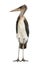 Marabou Stork, Leptoptilos crumeniferus