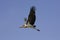 Marabou Stork, leptoptilos crumeniferus, Adult in Flight, Masai Mara Park in Kenya