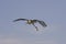 Marabou Stork, leptoptilos crumeniferus, Adult in Flight, Masai Mara Park in Kenya