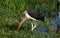 MARABOU STORK leptoptilos crumeniferus, ADULT LOOKING FOR FOOD IN SWAMP, TANZANIA