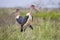 Marabou stork (Leptoptilos crumeniferus) is a bird living in Africa in the south of the Sahara.