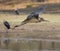 Marabou Stork (Leptoptilos crumeniferus) flying