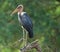 Marabou Stork perched