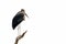 Marabou Stork perched on branch