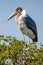 Marabou stork perched on top of a tree, Kruger Park