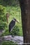 A marabou stork perching on the ground.  Osaka Japan