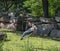 Marabou stork posing in Park, Germany