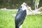 Marabou stork, scavenger bird, living in southern Africa