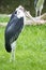 Marabou stork, scavenger bird, living in southern Africa