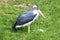 Marabou stork, scavenger bird, living in southern Africa