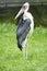 Marabou stork , scavenger bird, living in southern Africa