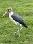 The Marabou Stork Serengeti National Park