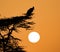 Marabou stork silhouetted as he sits on top of acacia tree at sunrise