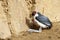 Marabou stork sits on the sand