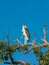 Marabou Stork sitting on a branch against the blue