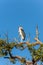 Marabou Stork sitting on a branch against the blue