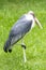 Marabou stork standing on one leg, scavenger bird, living in southern Africa