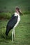 Marabou stork stands in grass by bush