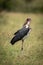 Marabou stork stands in grass turning head