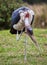 The Marabou Stork in Tanzania, Africa