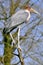 Marabou stork in tree