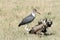 Marabou Stork and vultures