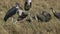 Marabou stork and vultures feeding on a dead zebra in masai mara game reserve