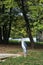 Marabou stork in zoological garden in Bojnice